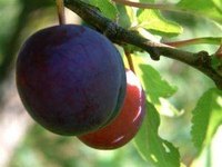 Care for Plum Trees