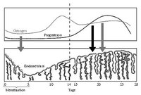 Reasons for an Irregular Menstrual Cycle