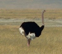 Interesting Facts About Ostriches