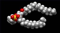 What Makes Up Lipids?