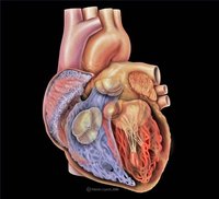 Symptoms of Heart Valve Damage