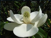 The History of Magnolia Trees