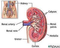 What Are the Signs & Symptoms of a Blood Clot in the Kidneys?