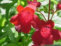 Prune Penstemons