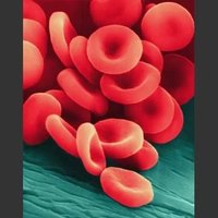 What Is the Function of Blood Vessels?