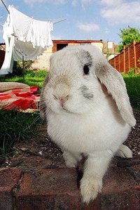 Flea Treatment for Rabbits