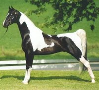 Show Horse Parking Out