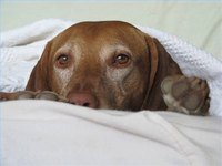 Get Help Paying for a Dog's Surgery