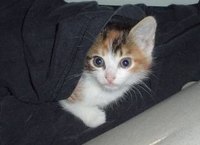 Interesting Information About Cats