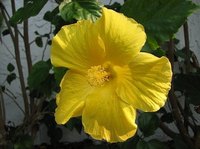Propagate Hibiscus by Air Layering