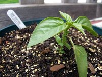 Basil is one of the many herbs you can grow commercially