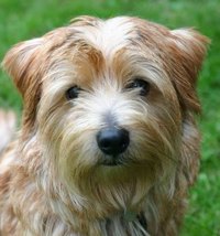 Worming Pregnant Dogs