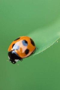 Ladybirds hibernate in the late fall months.