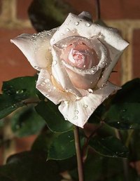 Start a Small Business Selling Roses