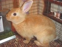 Symptoms Of Rabbit Calicivirus Disease