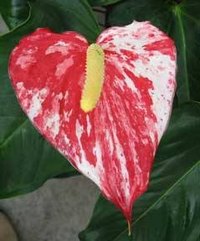 Anthurium