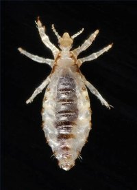 A male louse