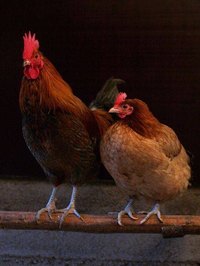 Feed Chickens in the Winter