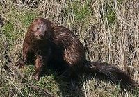 What Is Sheared Mink?