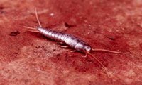 Silverfish Problems