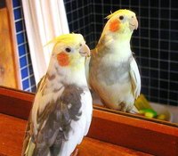 Treat Bird Lice