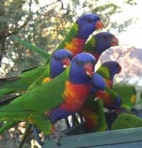 Look Up Bird Band Numbers for Parrots
