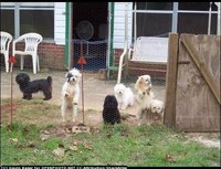 Check for Heartworm in Dogs