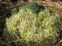 Broccoli Sprouts. Image courtesy of Science Daily.