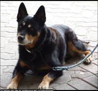 Treat Tapeworms in Dogs
