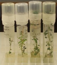 Introduction to Plant Tissue Cultures