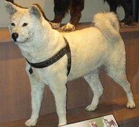 What is Healthy for a Dog to Eat?