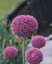 Spanish Allium