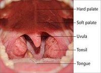 Symptoms of Throat Herpes