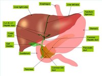 Signs & Symptoms of Cirrhosis of the Liver