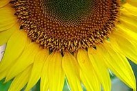Arrange Sunflowers