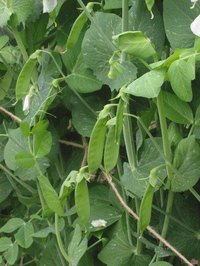 Freeze Pea Pods