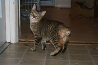 What Are the Causes of Internal Bleeding in Cats?