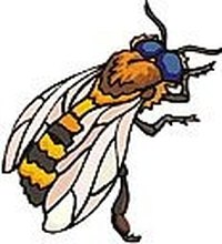 Use Apple Cider Vinegar for Insect Bites and Stings