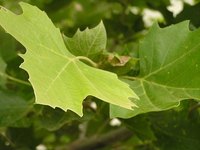 How to identify plant leaves
