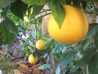Navel orange trees grow best in moderate, even-tempered climates, such as the climate of Southern California.