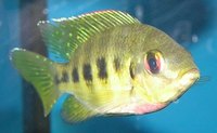 Tilapia