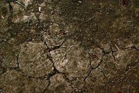 Break Down Clay Soil