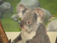 Buy Australian Stock