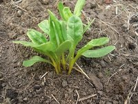 A Clump of Young Swiss Chard Seedlings