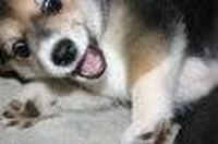 Why Puppies Bite