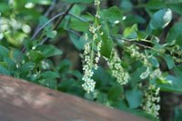 Chokecherry in blossom