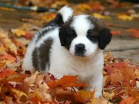 Why Dogs Drool