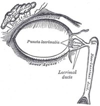 An image of the lacrimal ducts, where tears are emitted.