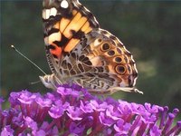What Do Butterfly Eggs Look Like?