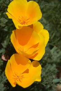 Grow Poppies in a Container